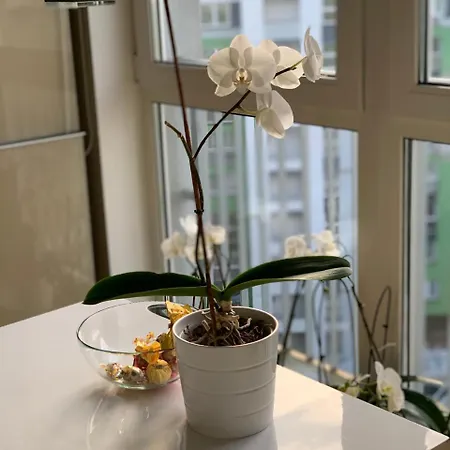 Apartment Luxury Two